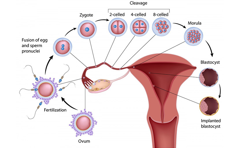 টেস্ট টিউব বেবি | আইভিএফ-যুগান্তরের এক নতুন দৃষ্টান্ত!