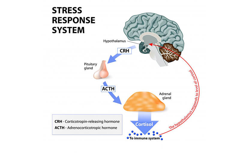 হরমোনাল ইমব্যালেন্স | কীভাবে আনবেন খাদ্যাভ্যাস ও লাইফস্টাইলে চেঞ্জ?
